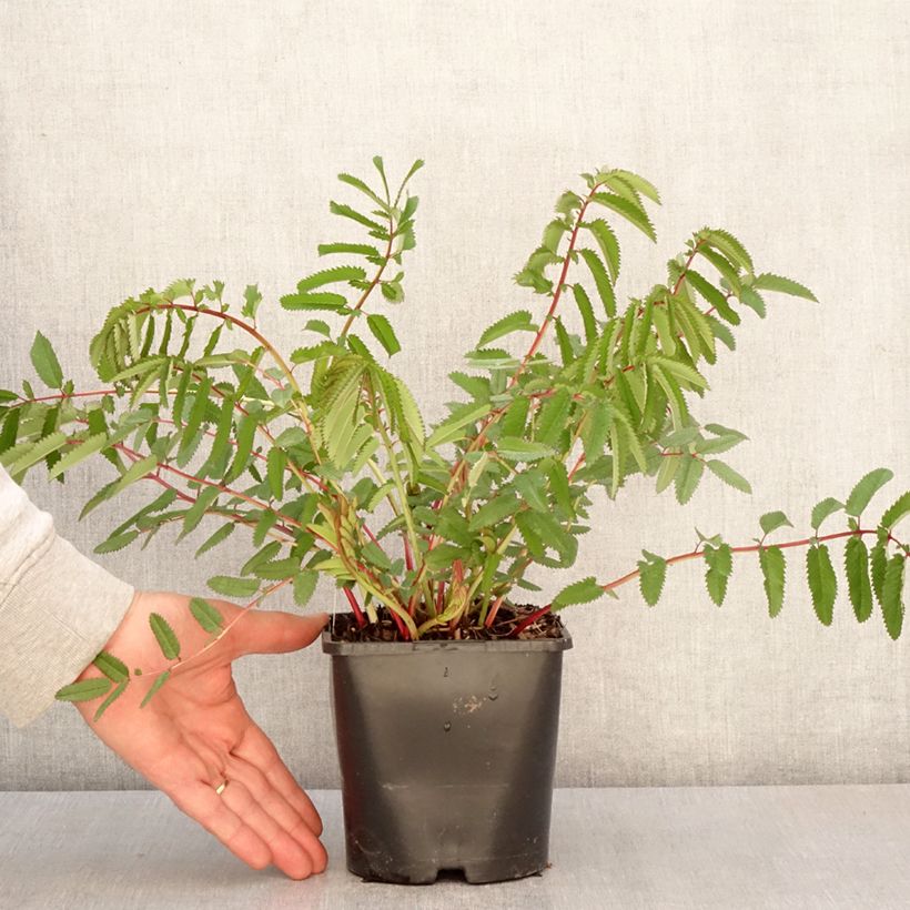 Exemplar von Koreanischer Wiesenknopf White Brushes - Sanguisorba hakusanensis Topf mit 2L/3L wie im Frühjahr geliefert