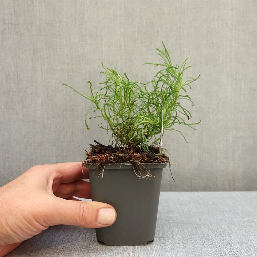 Exemplar von Santolina rosmarinifolia - Grünblättrige Heiligenkraut Kleine Töpfe von 8/9 cm wie im Herbst geliefert