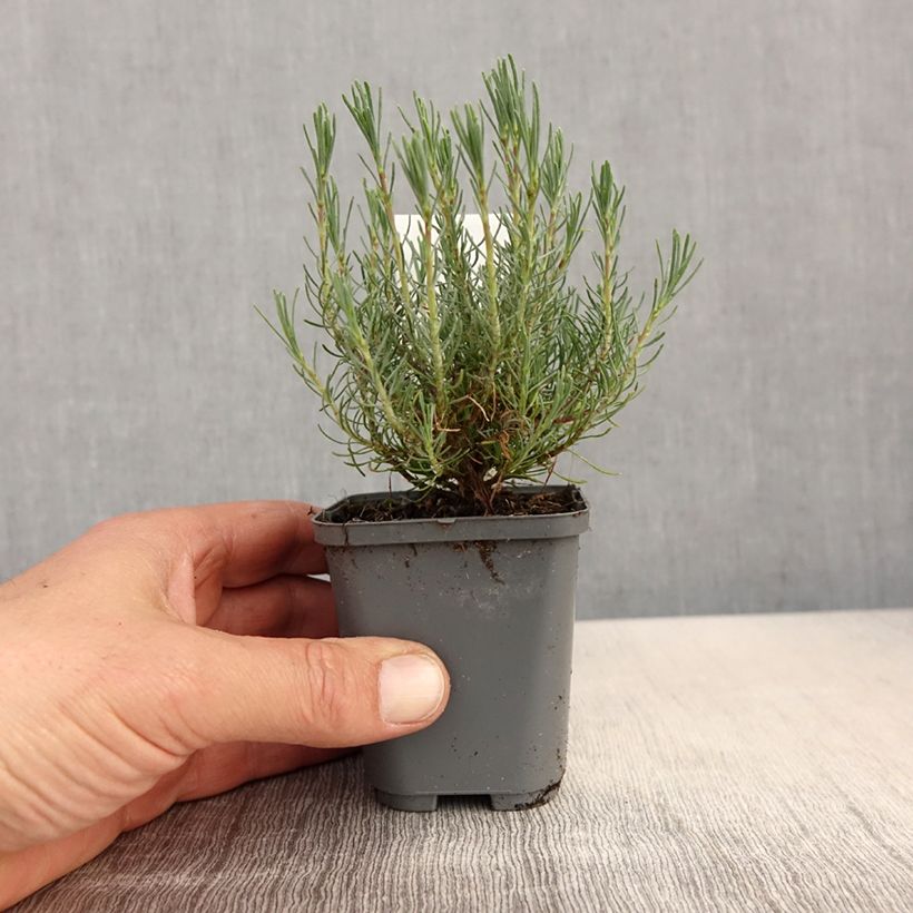 Exemplar von Santolina virens - Olivenkraut Kleine Töpfe von 8/9 cm wie im Frühjahr geliefert