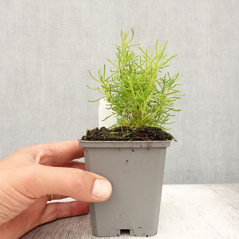 Exemplar von Santolina virens Lemon Fizz - Olivenkraut Kleine Töpfe von 8/9 cm wie im Sommer geliefert