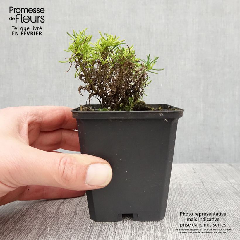 Exemplar von Santolina virens Lemon Fizz - Olivenkraut Kleine Töpfe von 8/9 cm wie im Winter geliefert