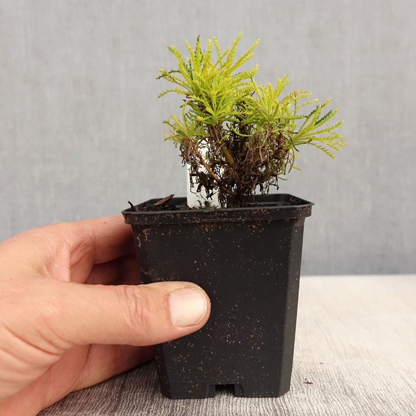 Exemplar von Santolina virens Lemon Fizz - Olivenkraut Kleine Töpfe von 8/9 cm wie im Frühjahr geliefert