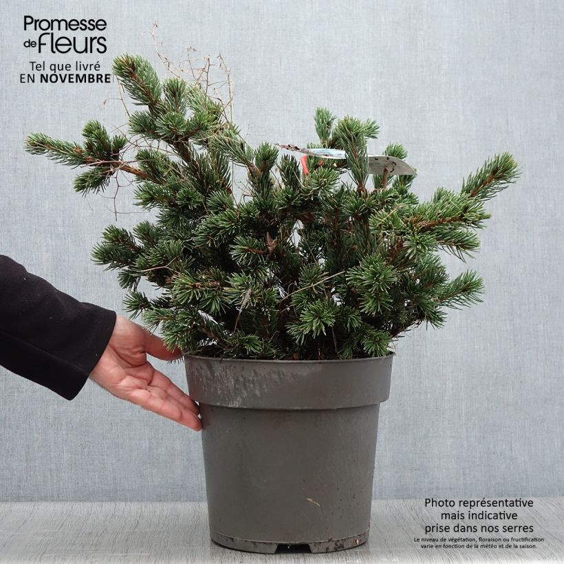 Exemplar von Picea pungens Lucky Strike Topf mit 3L/4L wie im Herbst geliefert