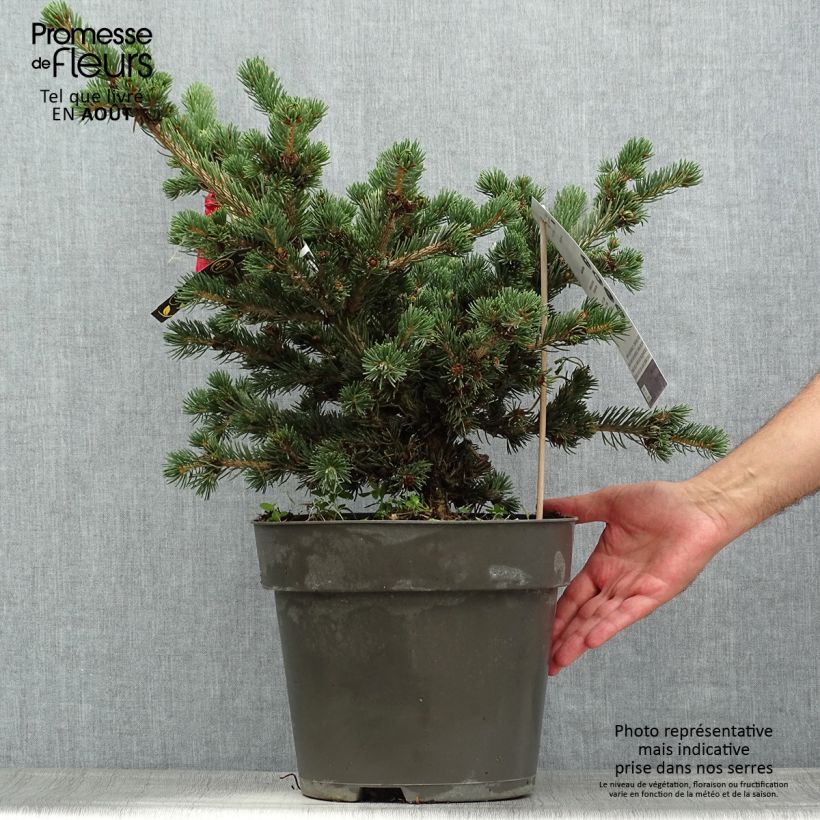 Exemplar von Picea pungens Lucky Strike Topf mit 3L/4L wie im Sommer geliefert