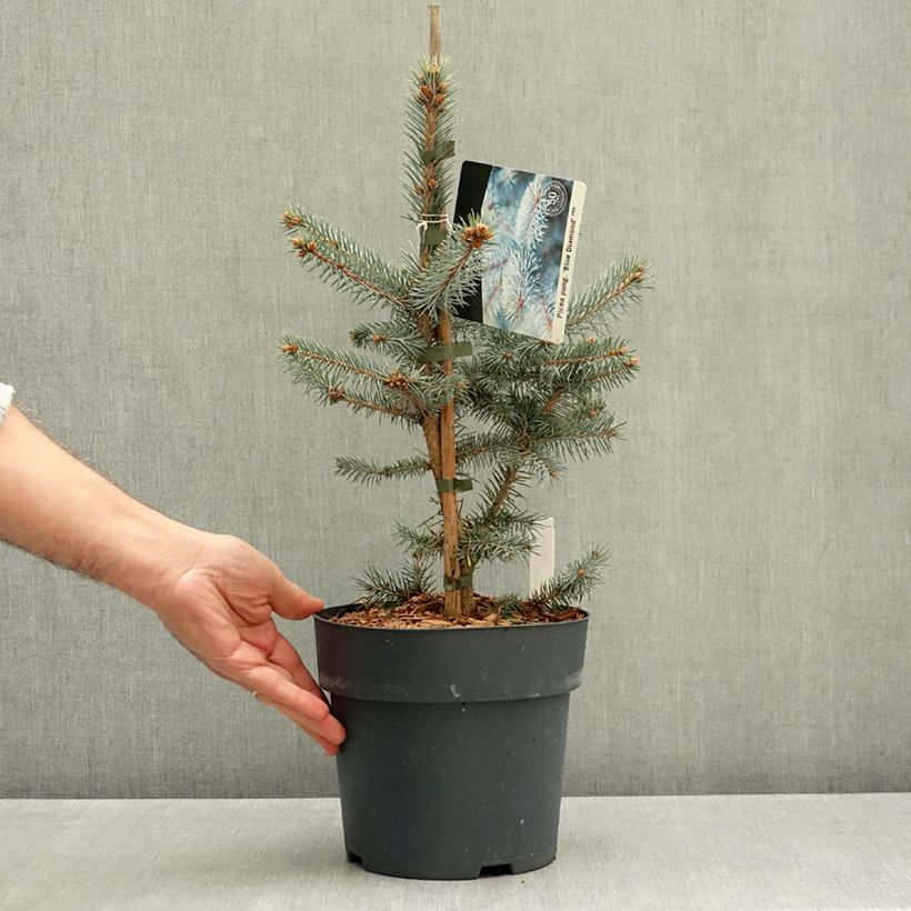 Exemplar von Picea pungens Blue Diamond Topf mit 4L/5L wie im Herbst geliefert