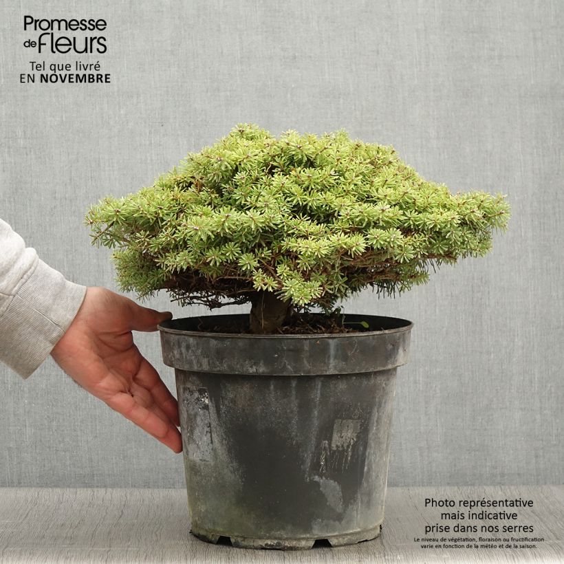 Exemplar von Abies koreana Nadelkissen - Koreanische Tanne Topf mit 7,5L/10L wie im Herbst geliefert