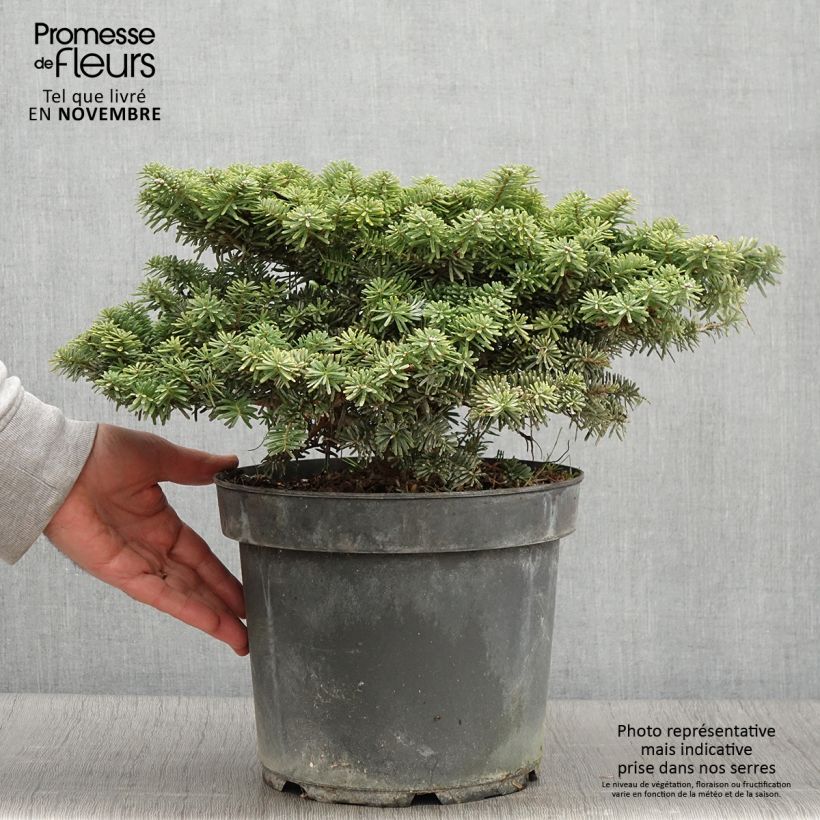 Exemplar von Abies koreana Tundra - Koreanische Tanne Stück wie im Herbst geliefert