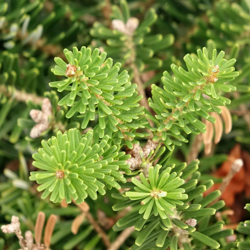 Abies koreana Green Carpet - Koreanische Tanne (Laub)
