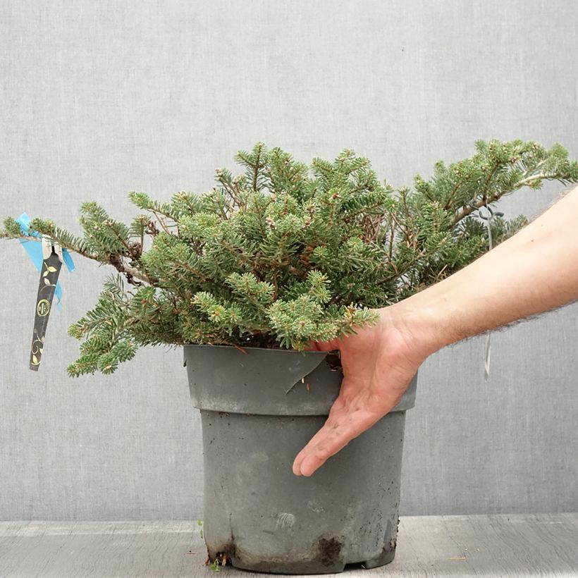 Exemplar von Abies koreana Green Carpet - Koreanische Tanne Topf mit 3L/4L wie im Herbst geliefert