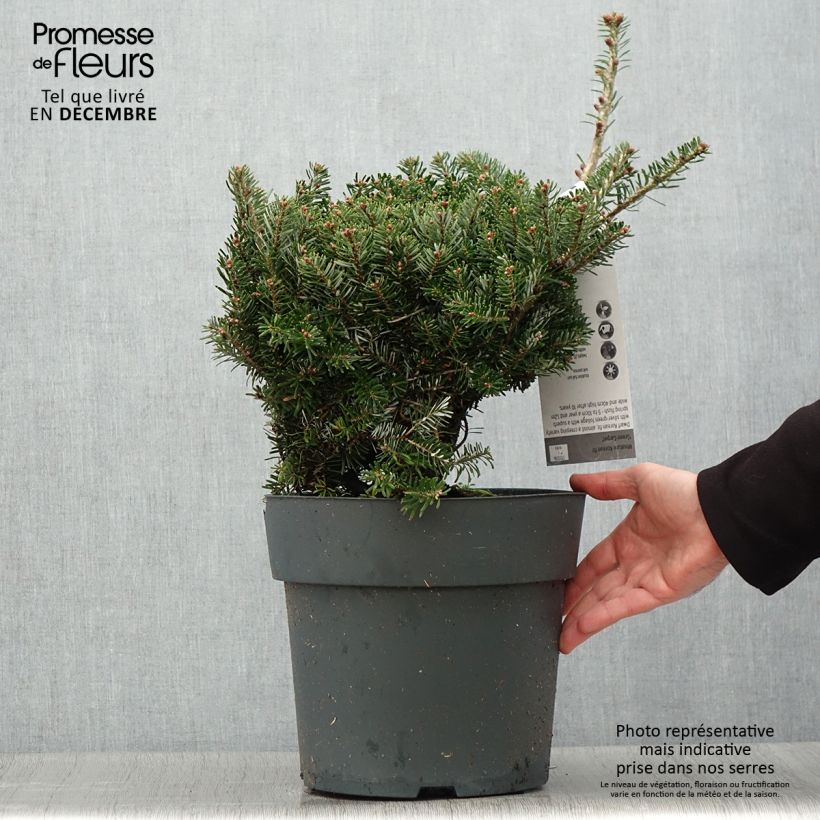 Exemplar von Abies koreana Green Carpet - Koreanische Tanne Topf mit 3L/4L wie im Winter geliefert