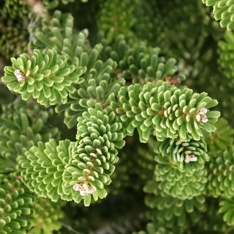 Abies koreana Molli - Koreanische Tanne (Laub)
