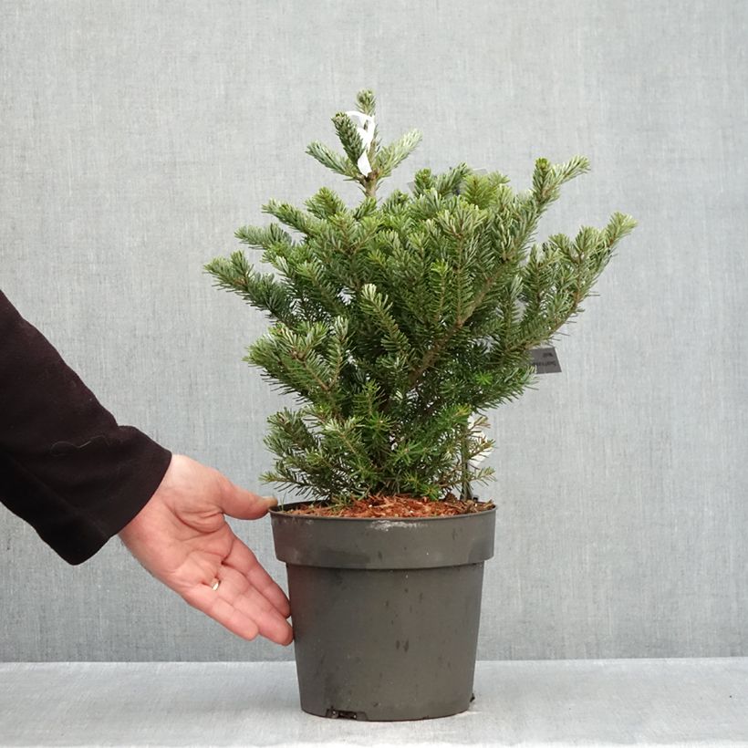 Exemplar von Abies koreana Molli - Koreanische Tanne Topf mit 4L/5L wie im Herbst geliefert