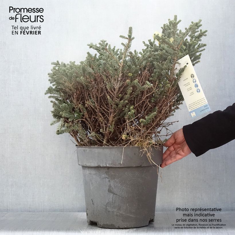 Exemplar von Abies koreana Oberon - Koreanische Tanne Stück wie im Winter geliefert