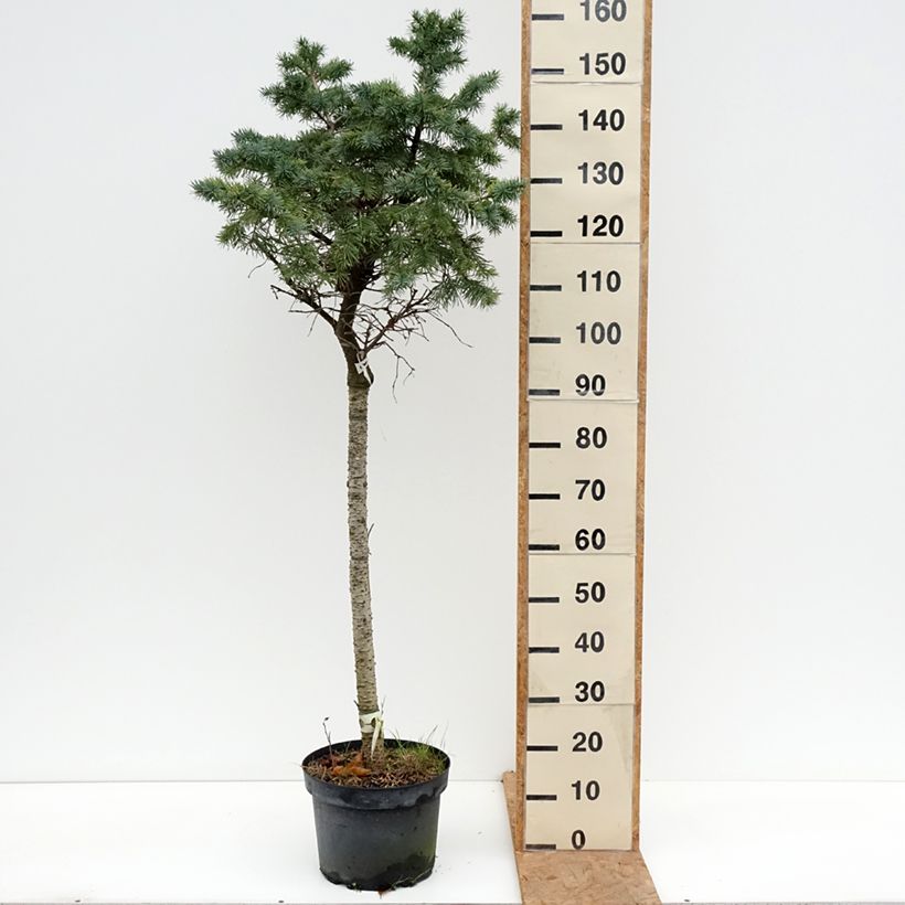 Exemplar von Pseudotsuga menziesii Fletcheri - Douglasie Topf mit 7,5L/10L, Stamm wie im Herbst geliefert