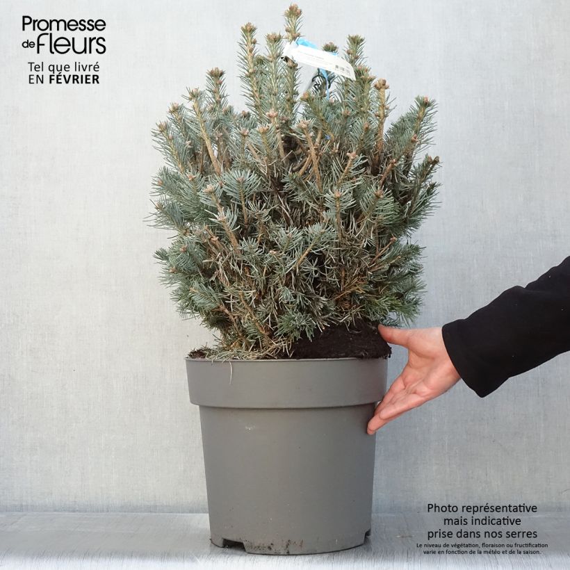 Exemplar von Abies lasiocarpa var. arizonica Compacta - Zwerg-Korktanne Topf mit 6L/7L wie im Winter geliefert