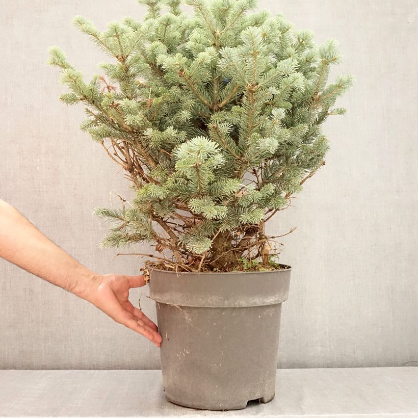 Exemplar von Abies lasiocarpa var. arizonica Compacta - Zwerg-Korktanne Topf mit 6L/7L wie im Sommer geliefert