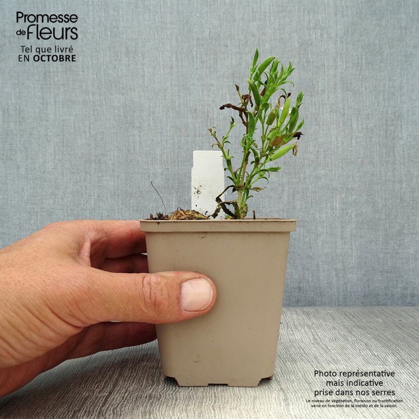 Exemplar von Saponaria Max Frei - Seifenkraut Kleine Töpfe von 8/9 cm wie im Herbst geliefert