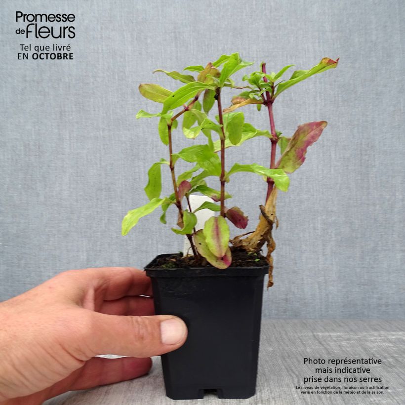 Exemplar von Saponaria officinalis Alba Plena - Gemeines Seifenkraut Kleine Töpfe von 8/9 cm wie im Herbst geliefert