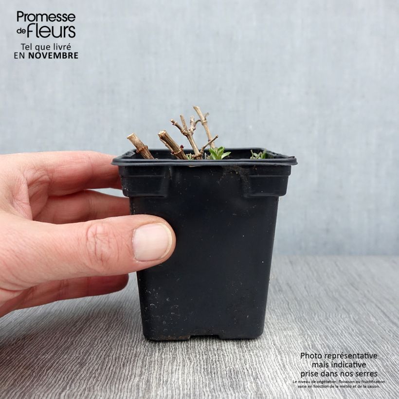 Exemplar von Saponaria officinalis - Gemeines Seifenkraut Kleine Töpfe von 7/8 cm wie im Herbst geliefert