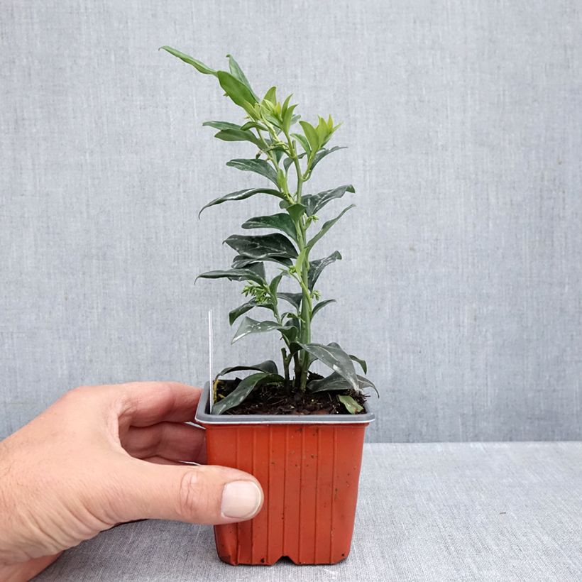 Exemplar von Sarcococca confusa - Schleimbeere Kleine Töpfe von 8/9 cm wie im Herbst geliefert