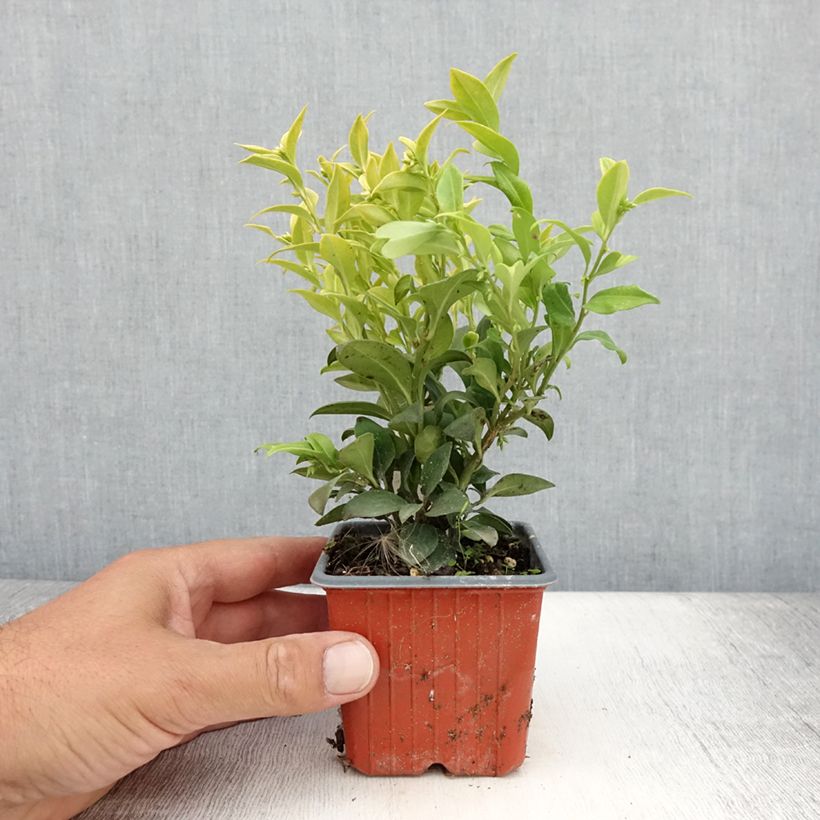 Exemplar von Sarcococca confusa - Schleimbeere Kleine Töpfe von 8/9 cm wie im Sommer geliefert