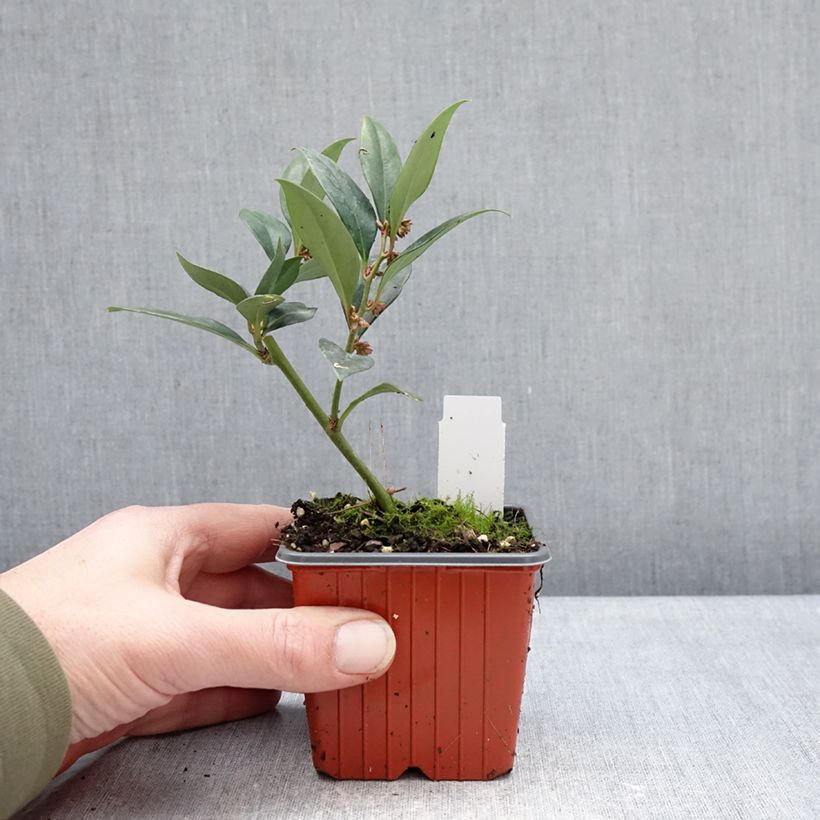 Exemplar von Sarcococca ruscifolia Dragon's gate - Schleimbeere Kleine Töpfe von 8/9 cm wie im Winter geliefert