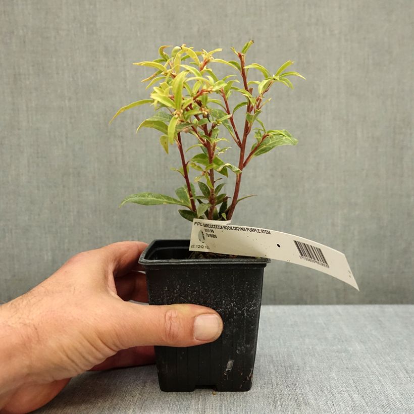 Exemplar von Sarcococca hookeriana - Schleimbeere Kleine Töpfe von 8/9 cm wie im Herbst geliefert