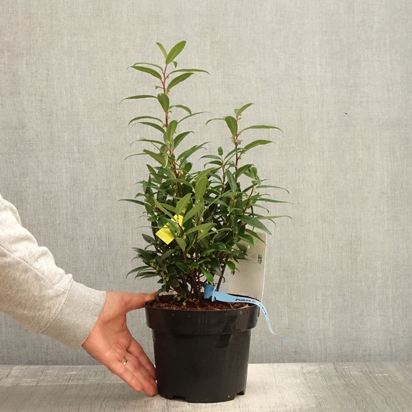 Exemplar von Sarcococca hookeriana var. digyna Purple Gem - Schleimbeere Topf mit 3L/4L wie im Herbst geliefert