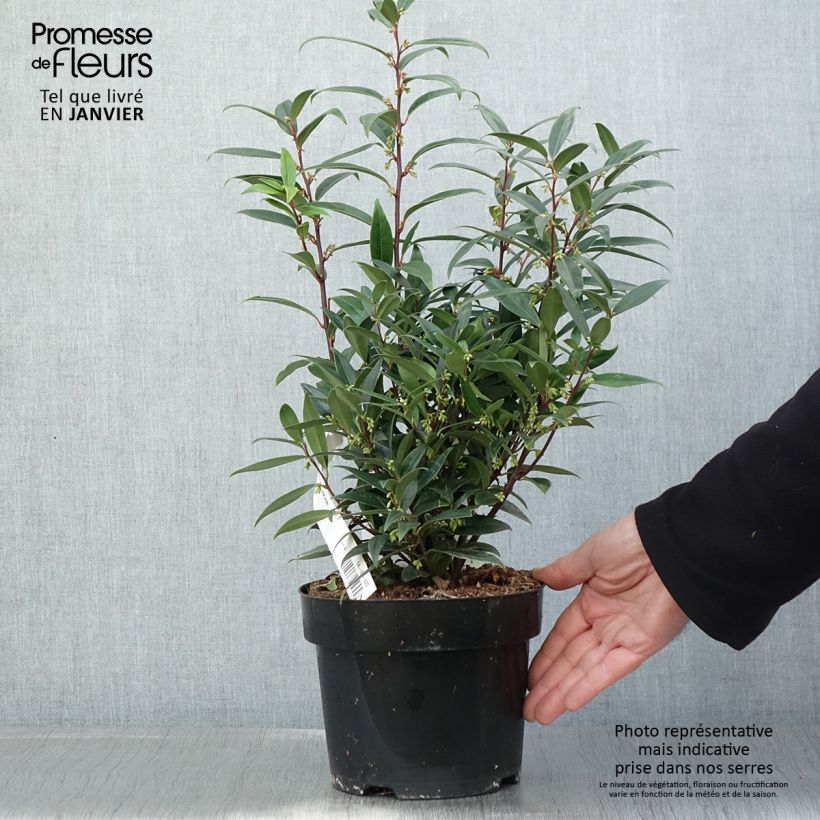 Exemplar von Sarcococca hookeriana var. digyna Purple Gem - Schleimbeere Topf mit 3L/4L wie im Winter geliefert