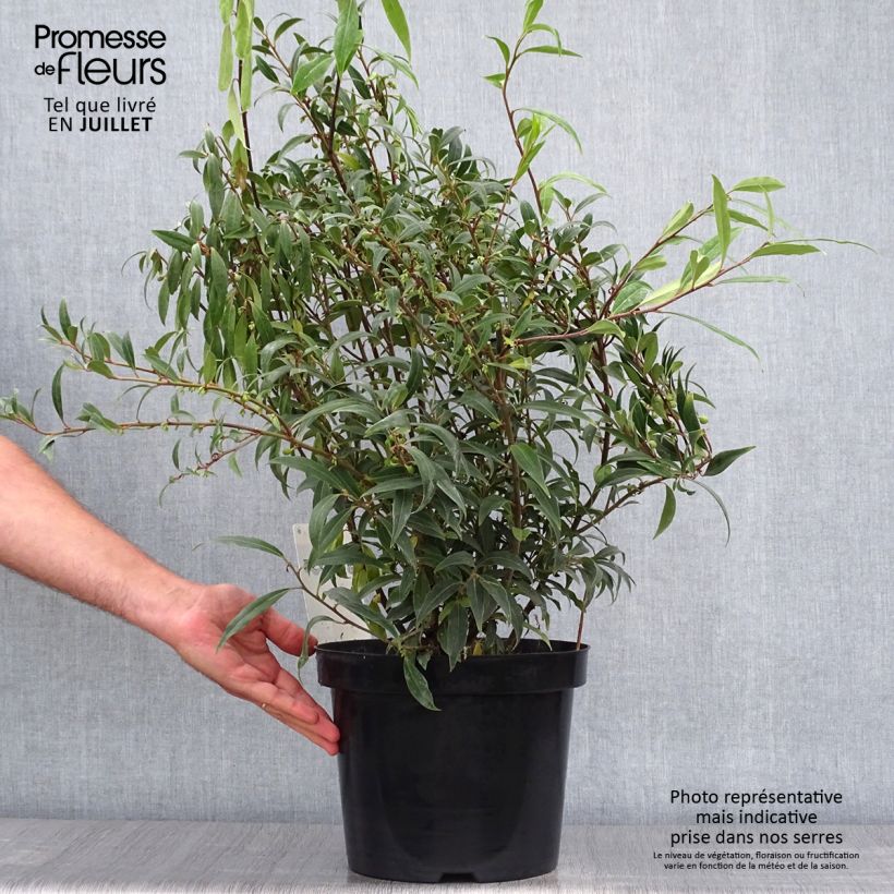 Exemplar von Sarcococca hookeriana var. digyna Purple Stem - Schleimbeere Topf mit 7,5L/10L wie im Sommer geliefert