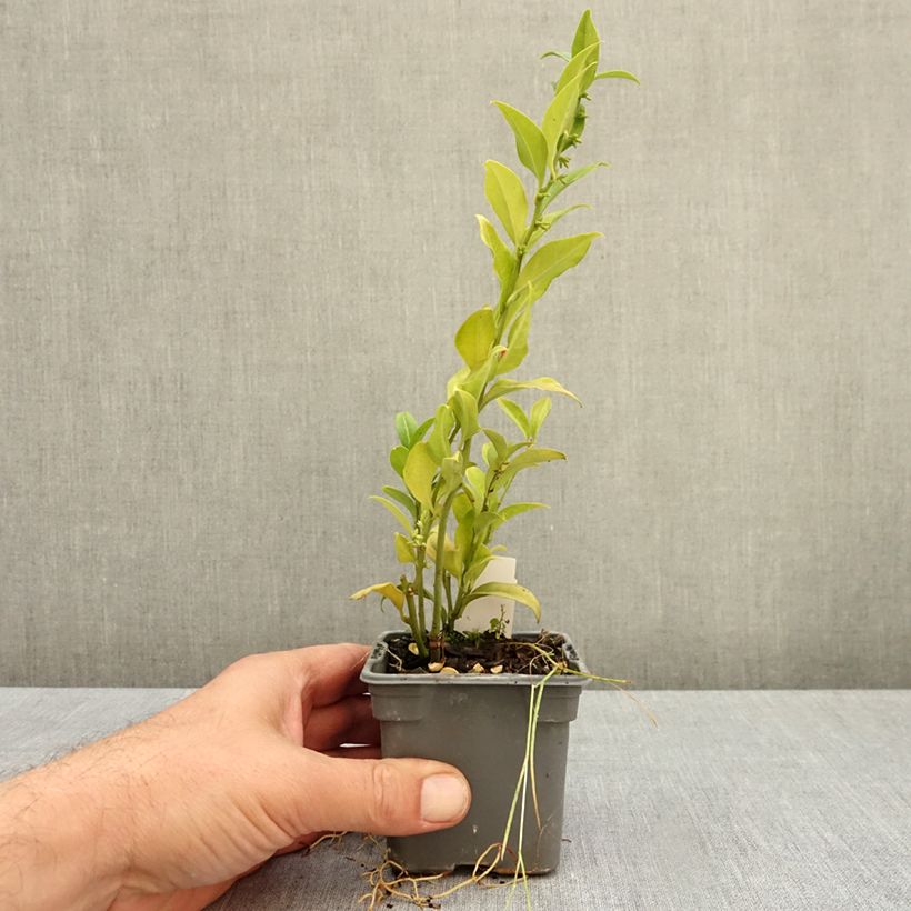 Exemplar von Sarcococca ruscifolia - Schleimbeere Kleine Töpfe von 8/9 cm wie im Herbst geliefert