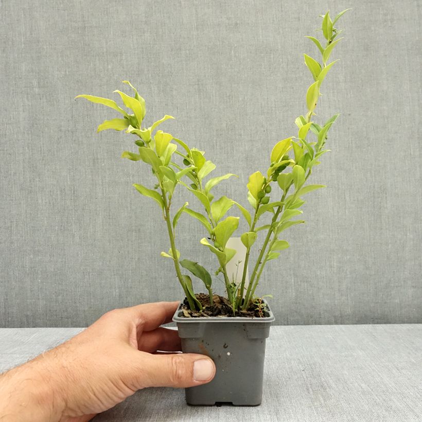 Exemplar von Sarcococca ruscifolia - Schleimbeere Kleine Töpfe von 8/9 cm wie im Sommer geliefert