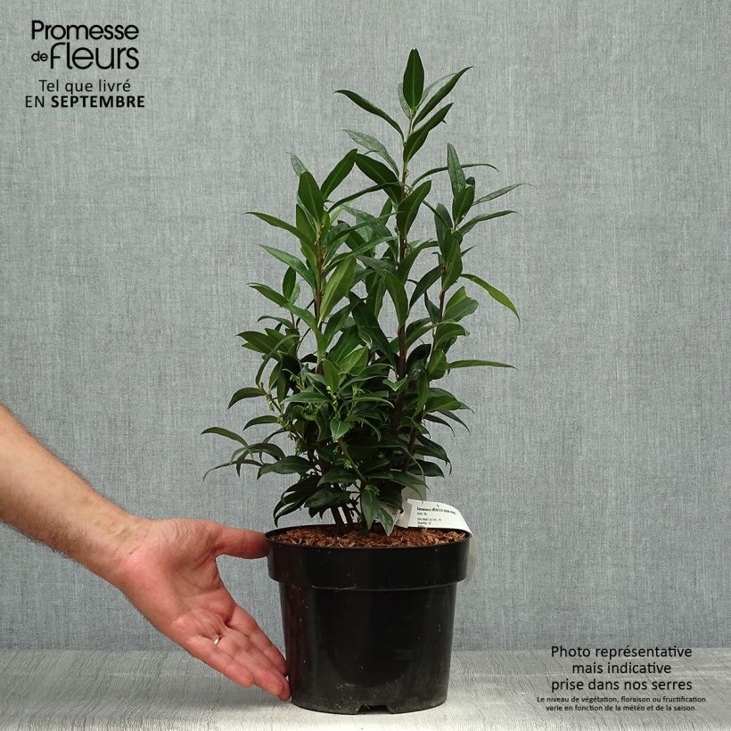 Exemplar von Sarcococca Winter Gem - Schleimbeere Topf mit 2L/3L wie im Herbst geliefert
