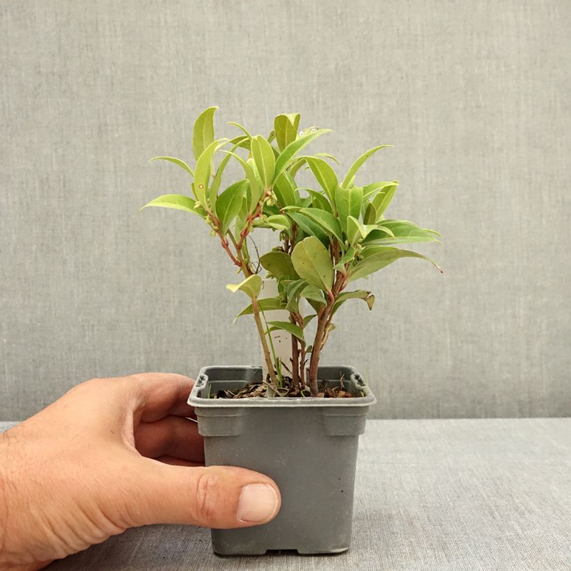 Exemplar von Sarcococca Winter Gem - Schleimbeere Kleine Töpfe von 8/9 cm wie im Sommer geliefert
