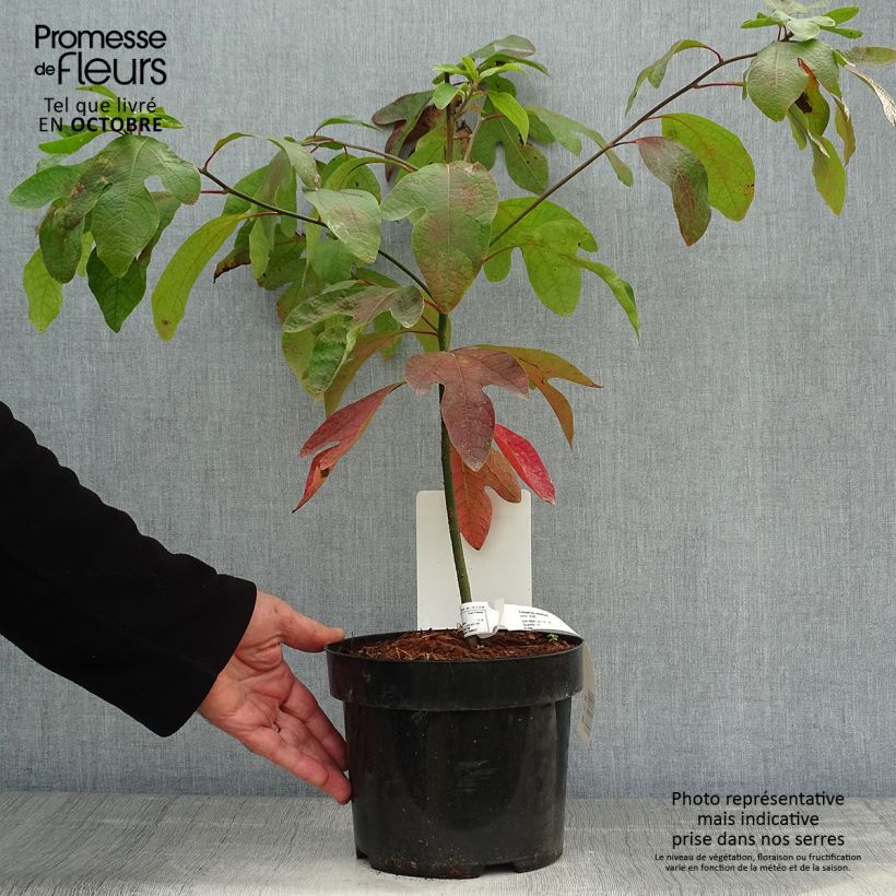 Exemplar von Sassafras albidum - Sassafrasbaum Topf mit 3L/4L wie im Herbst geliefert