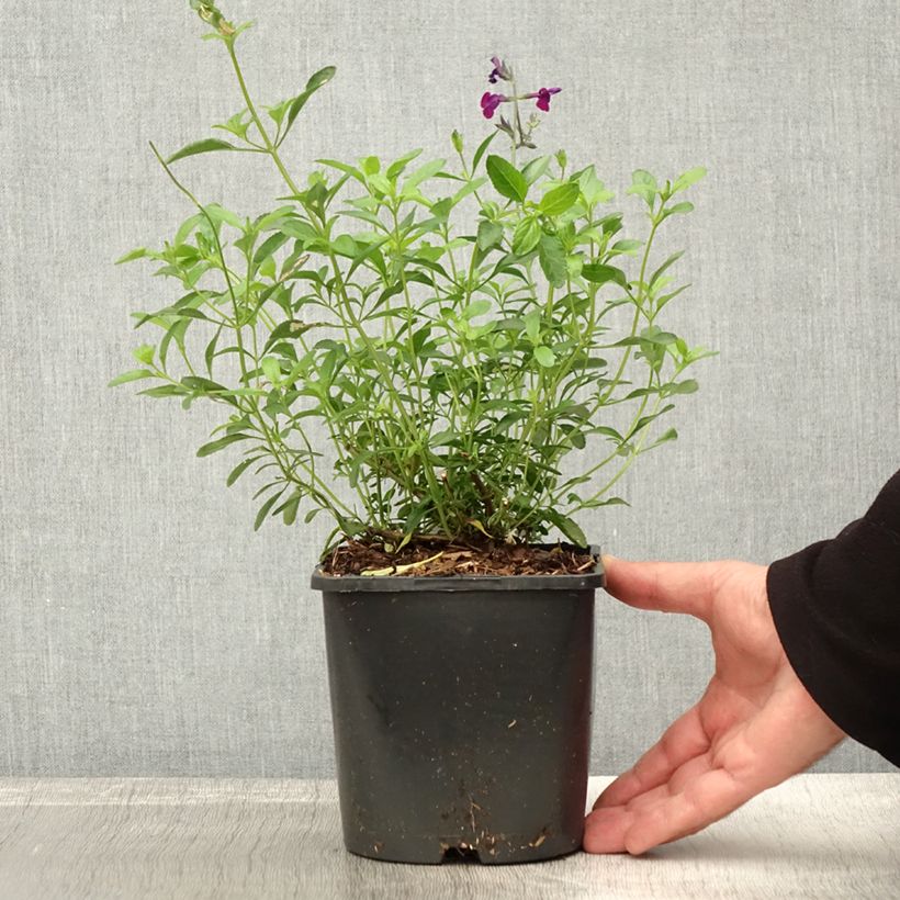 Exemplar von Salvia greggii Amethyst Lips - Strauchiger Salbei Topf mit 2L/3L wie im Herbst geliefert
