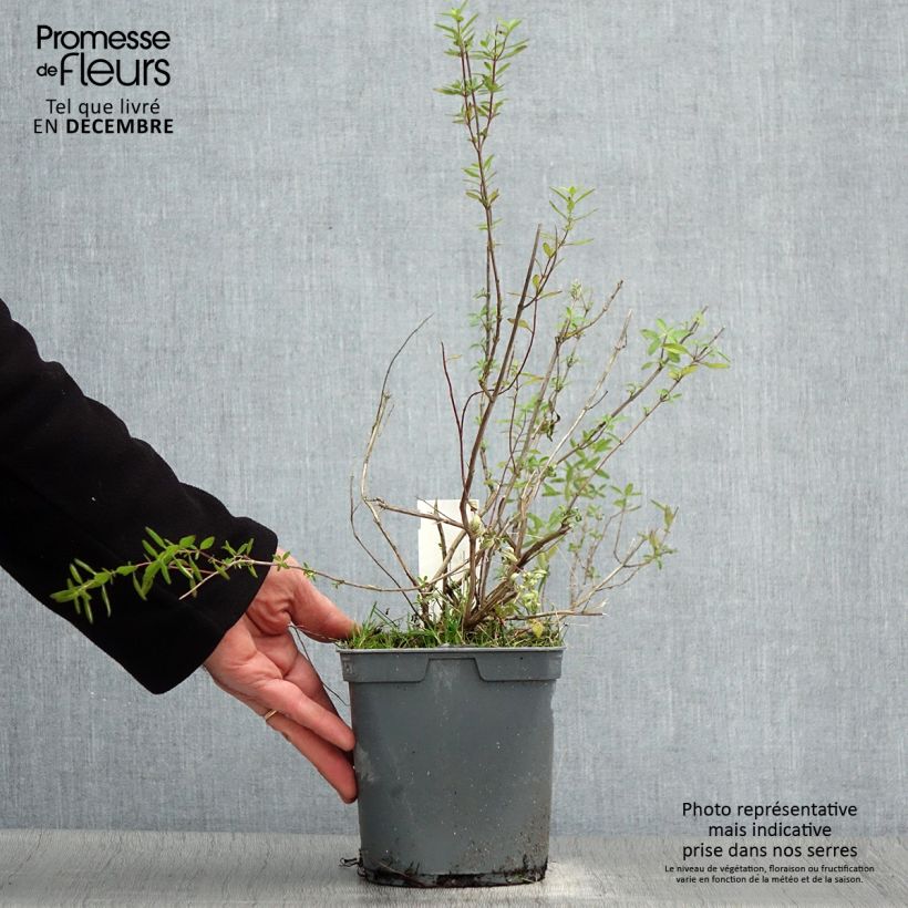 Exemplar von Salvia greggii Amethyst Lips - Strauchiger Salbei Topf mit 2L/3L wie im Winter geliefert