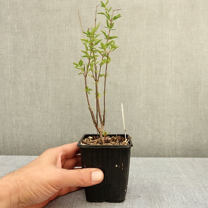 Exemplar von Salvia jamensis Belle de Loire Kleine Töpfe von 8/9 cm wie im Herbst geliefert