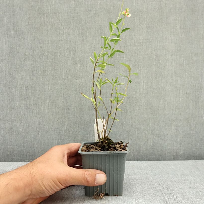 Exemplar von Salvia jamensis Belle de Loire Kleine Töpfe von 8/9 cm wie im Sommer geliefert