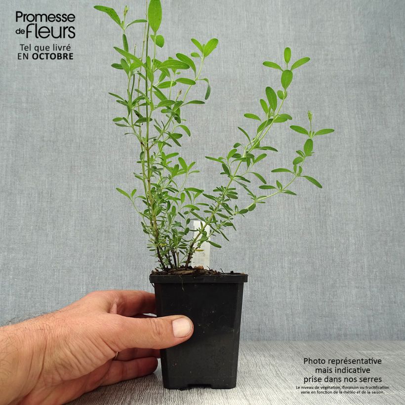 Exemplar von Salvia microphylla Blue Note Kleine Töpfe von 8/9 cm wie im Herbst geliefert
