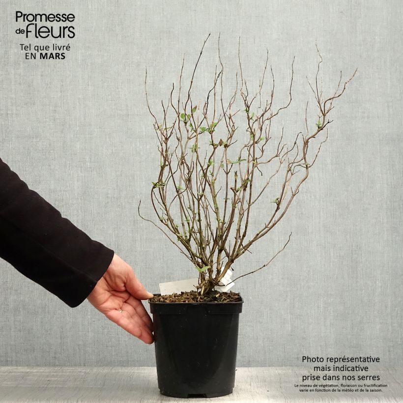 Exemplar von Salvia microphylla Cerro Potosi Topf mit 2L/3L wie im Frühjahr geliefert