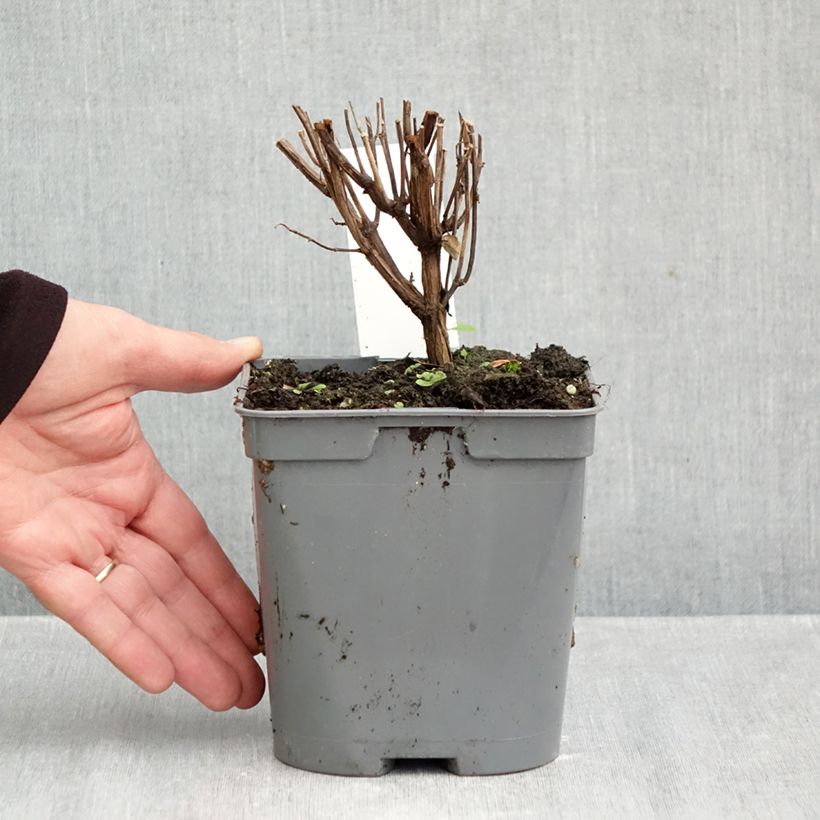 Exemplar von Salvia jamensis Flammenn Topf mit 2L/3L wie im Herbst geliefert