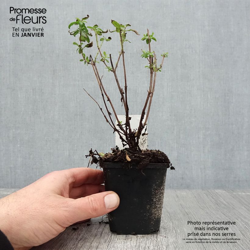 Exemplar von Salvia microphylla Gletsjer Kleine Töpfe von 8/9 cm wie im Winter geliefert