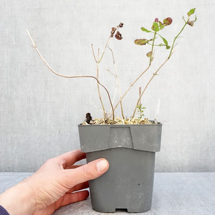 Exemplar von Salvia microphylla Gletsjer Topf mit 2L/3L wie im Frühjahr geliefert