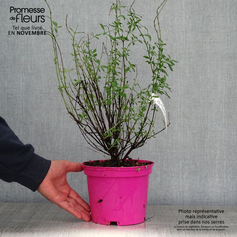 Exemplar von Salvia greggii Icing Sugar - Strauchiger Salbei Topf mit 2L/3L wie im Herbst geliefert
