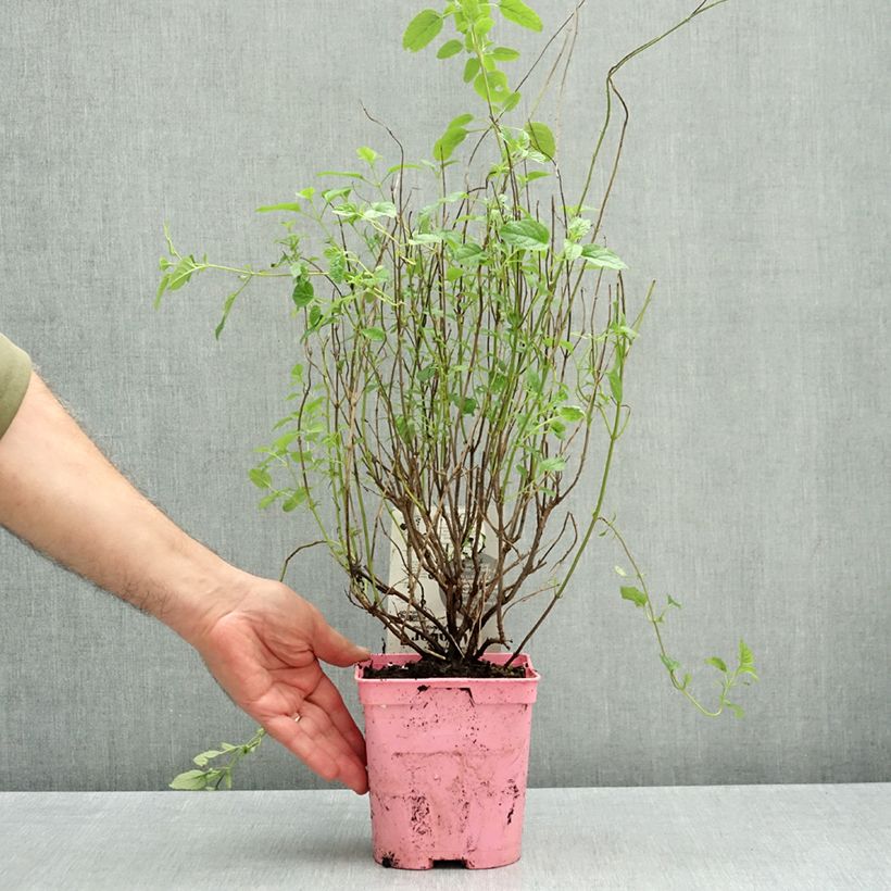 Exemplar von Salvia jamensis Malabar Topf mit 2L/3L wie im Herbst geliefert