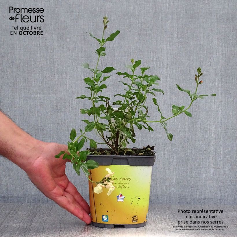 Exemplar von Salvia jamensis Melen Topf mit 2L/3L wie im Herbst geliefert