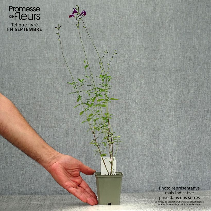 Exemplar von Salvia microphylla Nachtvlinder Kleine Töpfe von 8/9 cm wie im Herbst geliefert