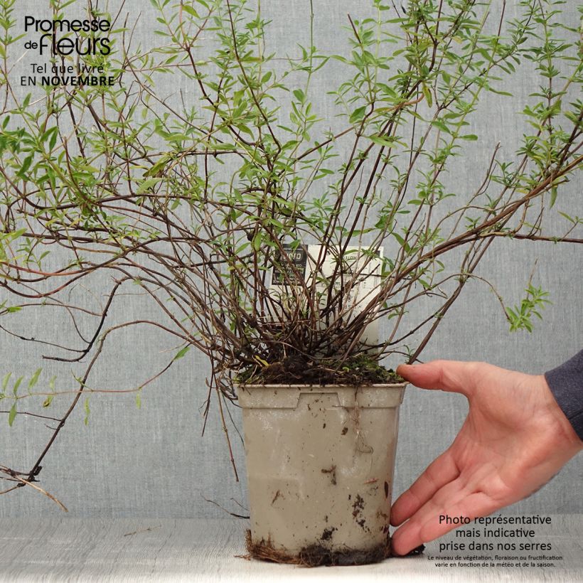 Exemplar von Salvia microphylla Nachtvlinder Topf mit 2L/3L wie im Herbst geliefert
