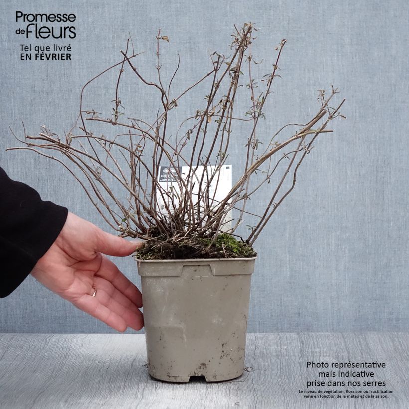 Exemplar von Salvia microphylla Nachtvlinder Topf mit 2L/3L wie im Winter geliefert